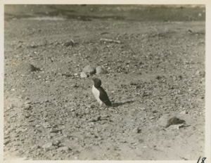 Image of Razor-Billed Auk on flats in front of station